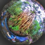 cairns australia rain forest, Queensland, Australia 1.1
