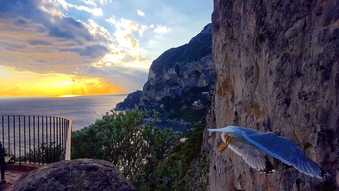 bird flyng Capri Island Italy