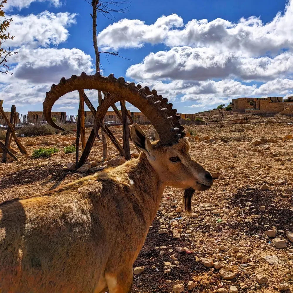 Big horn Ibex at Mitzpe Ramon Israel