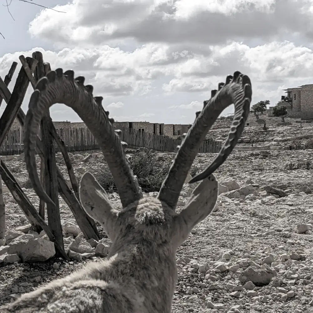Ibex at Mitzpe Ramon Israel