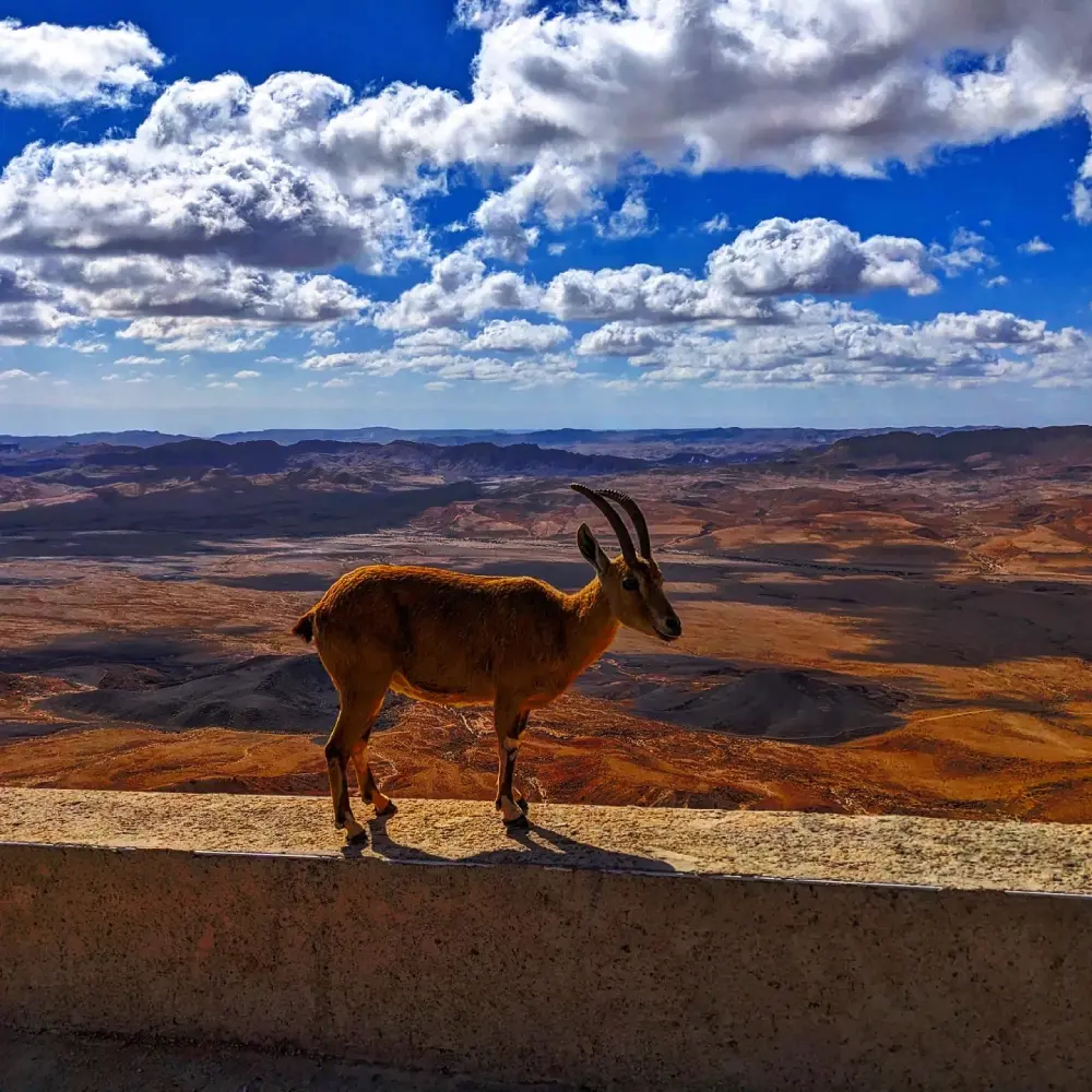 Ibex hanging on a wall Mitzpe Ramon Israel