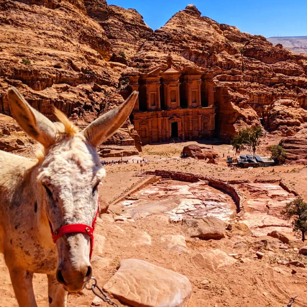 Petra, Jordan Where History, Mystery, and Adventure Unite, donkey