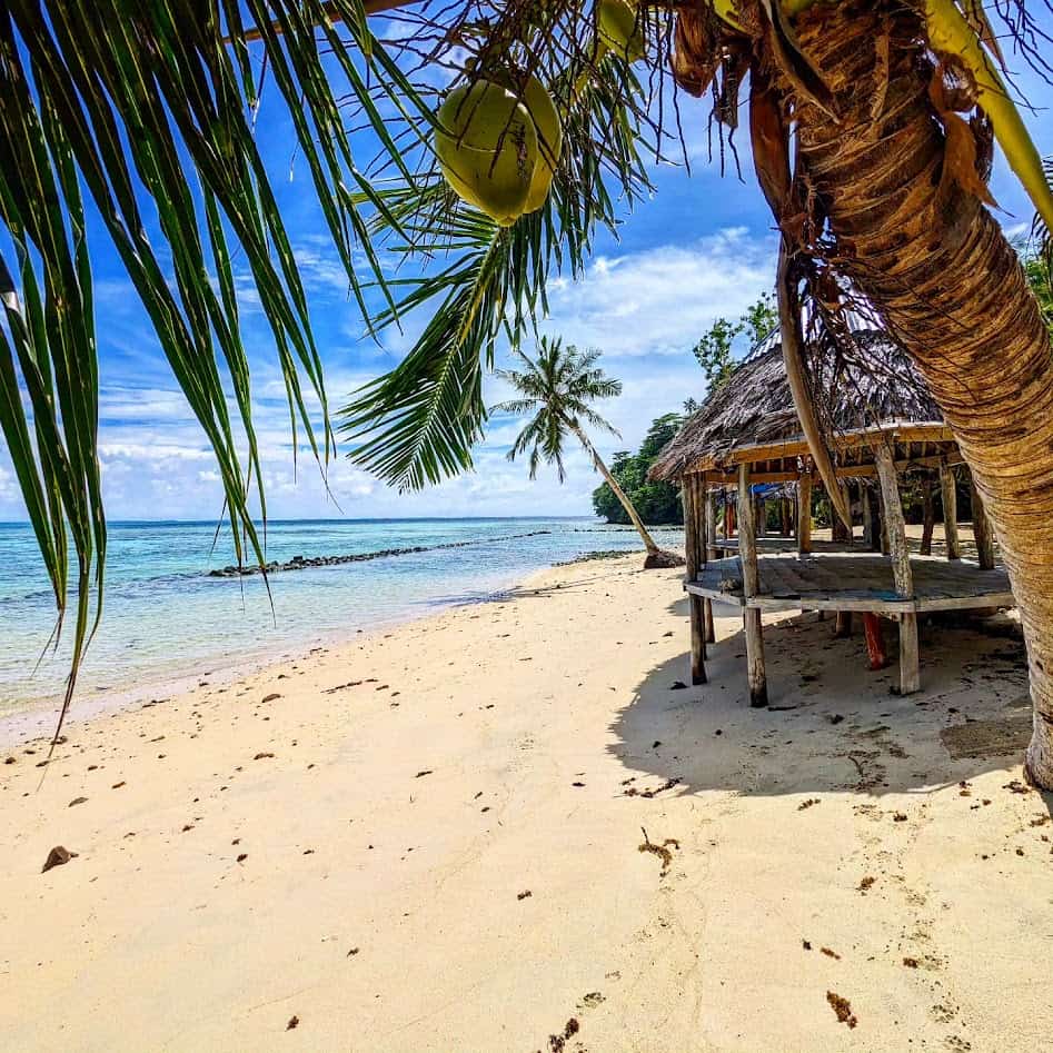 Samoa activities to do on turtule island with coconut tree