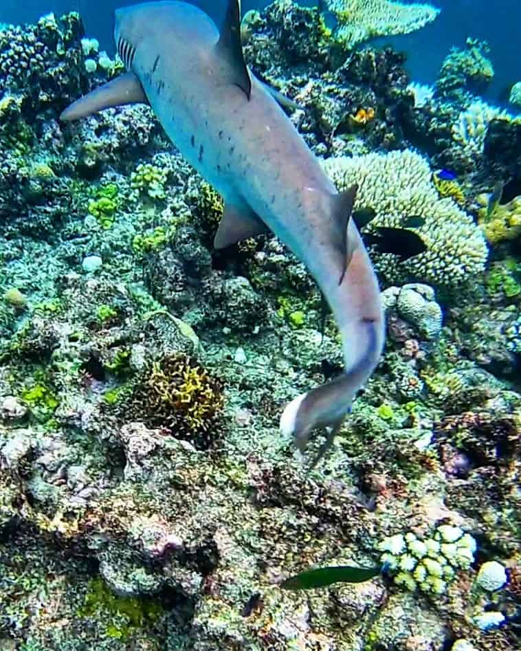 reef shark fiji islands