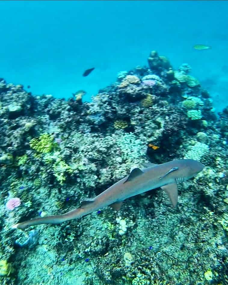snorkelling with reef sharks fiji islands