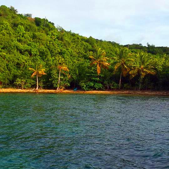 Water Island, U.S. Virgin Islands palms (1)
