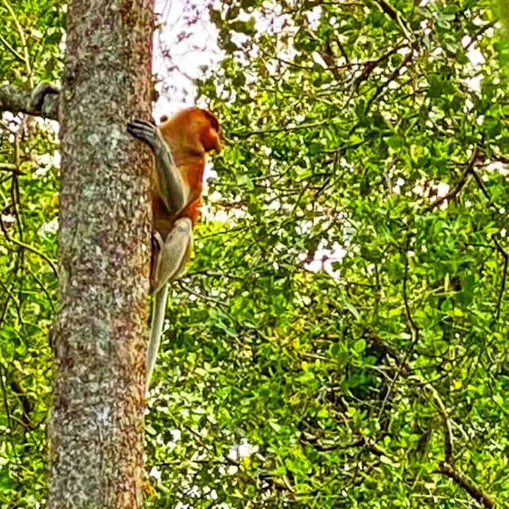 Proboscis Monkey Tour - Brunei