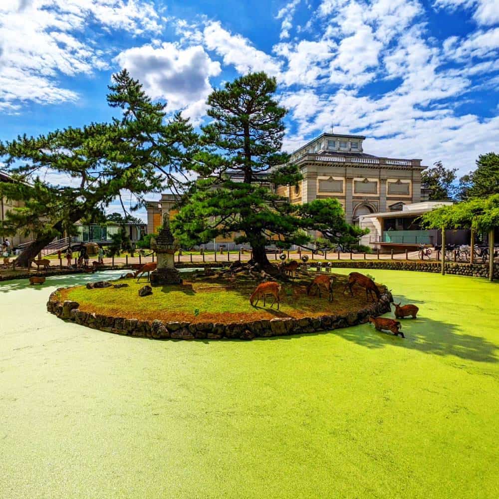 dear at the water edge Nara, Japan - Things To Do And See