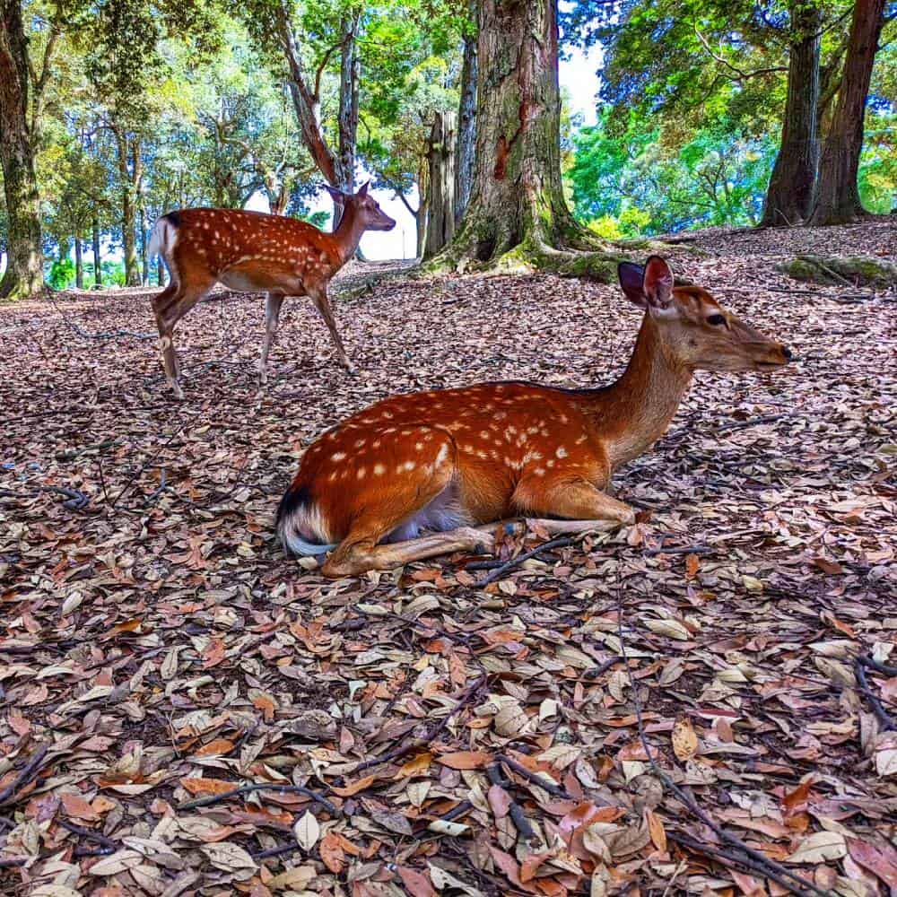 dear relaxing at Nara, Japan - Things To Do And See