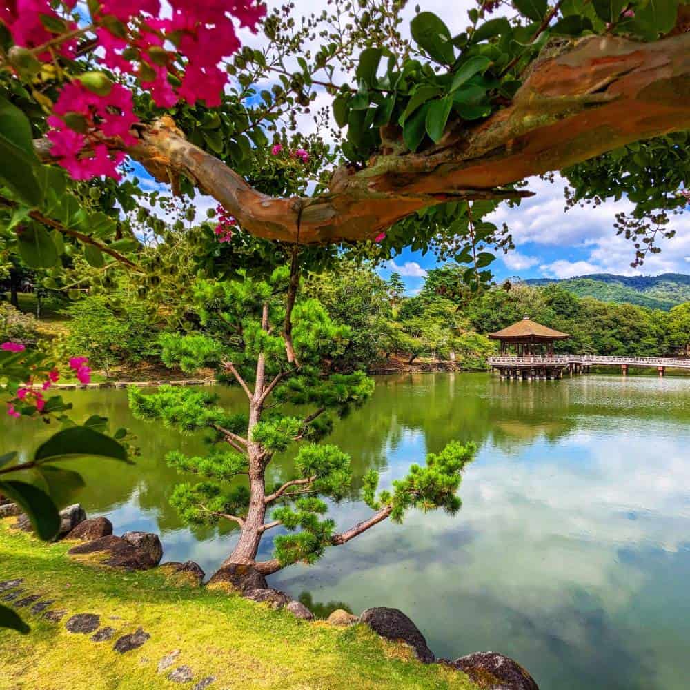 flower on tree withe small lake Nara, Japan - Things To Do And See