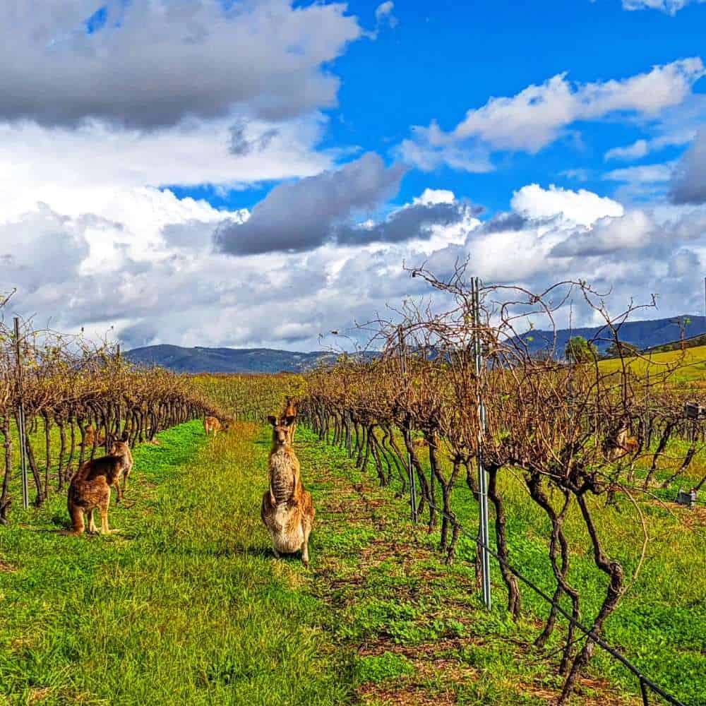 Kangaroos at Hunter Valley Wine Country (1)