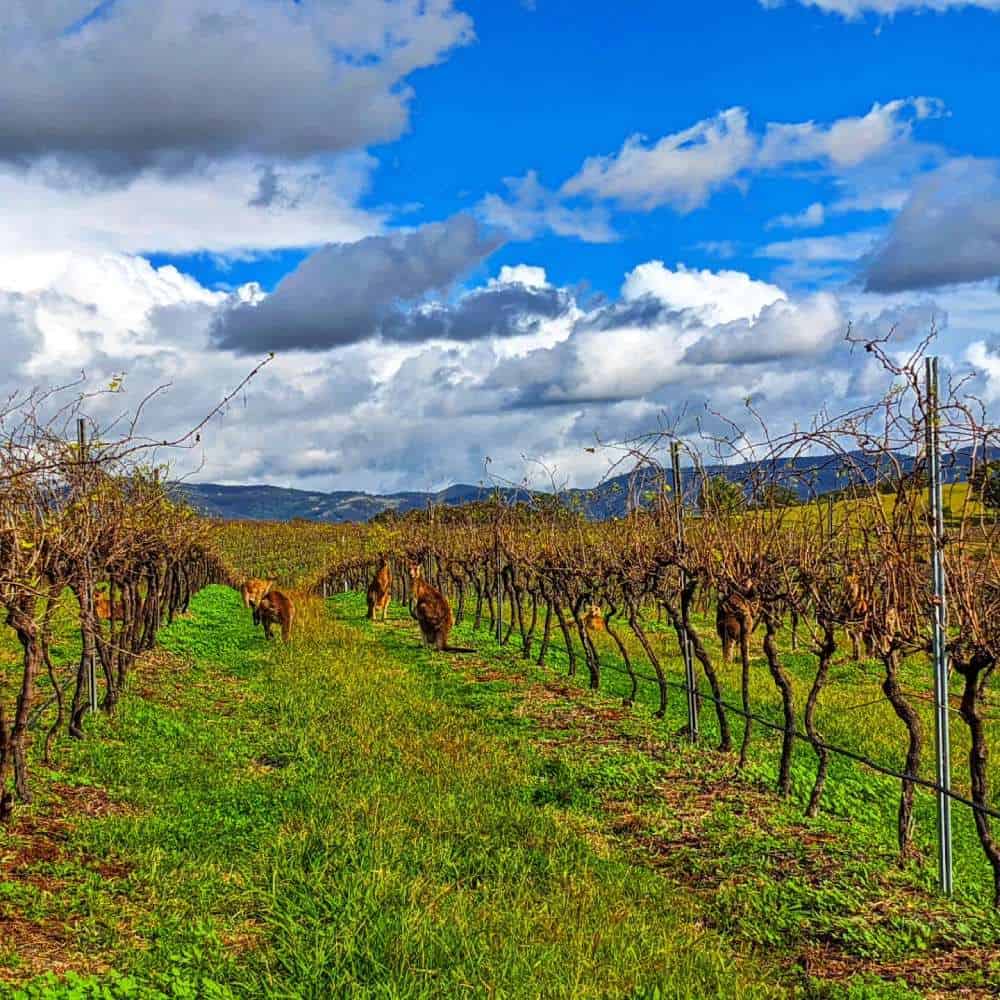 Kangaroos at Hunter Valley Wine plantation (1)