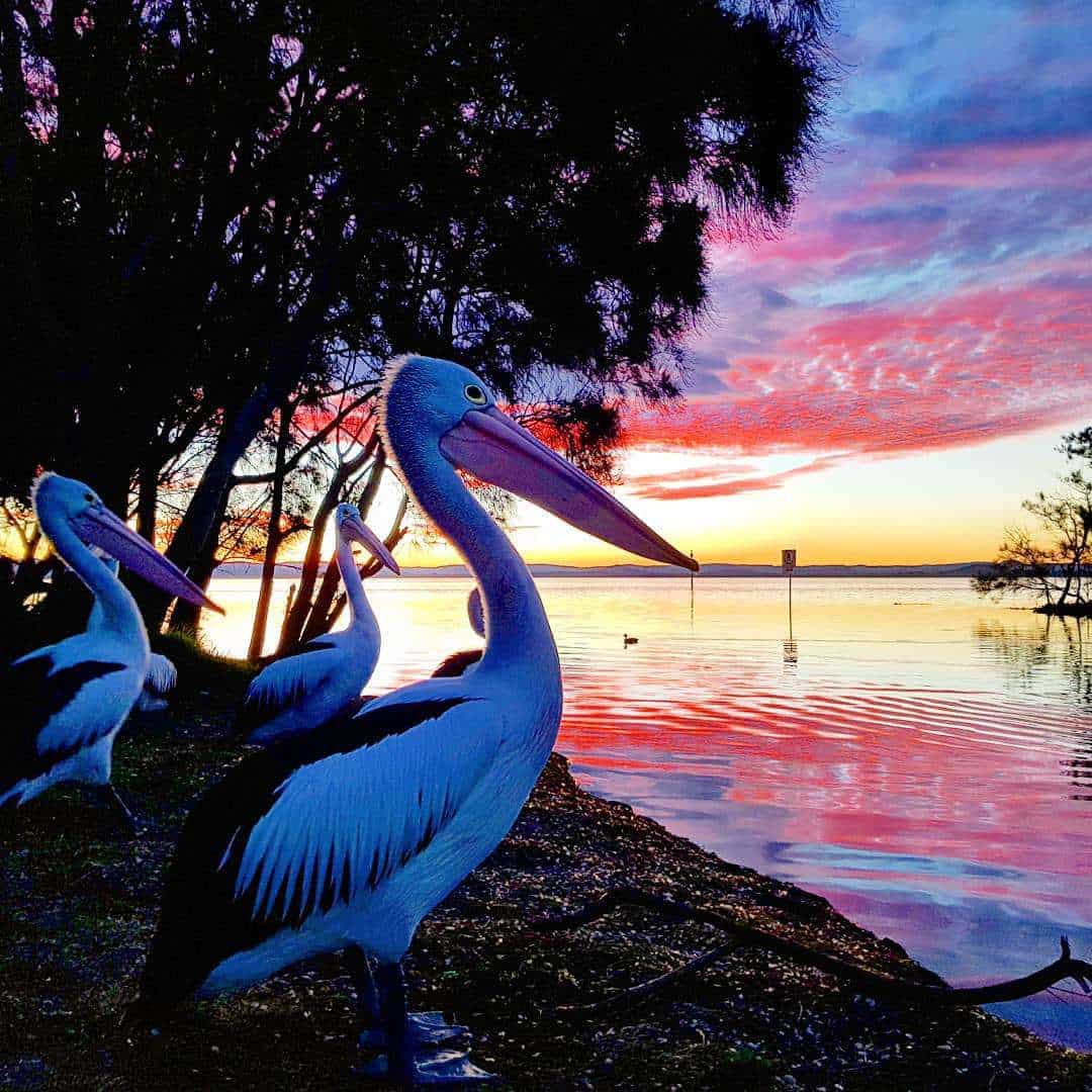 birds and waterfront view central coast nsw